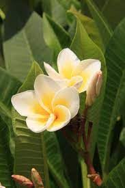 Pikaki Perfume Essence Pikaki Perfume Oil Alcohol Free Vegan Paraben Free Phthalate Free TSA Ready