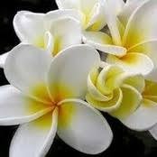 Pikaki Perfume Essence Pikaki Perfume Oil Alcohol Free Vegan Paraben Free Phthalate Free TSA Ready