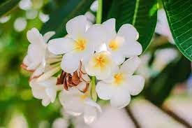 Pikaki Perfume Essence Pikaki Perfume Oil Alcohol Free Vegan Paraben Free Phthalate Free TSA Ready