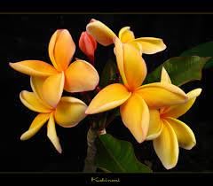 Pikaki Perfume Essence Pikaki Perfume Oil Alcohol Free Vegan Paraben Free Phthalate Free TSA Ready