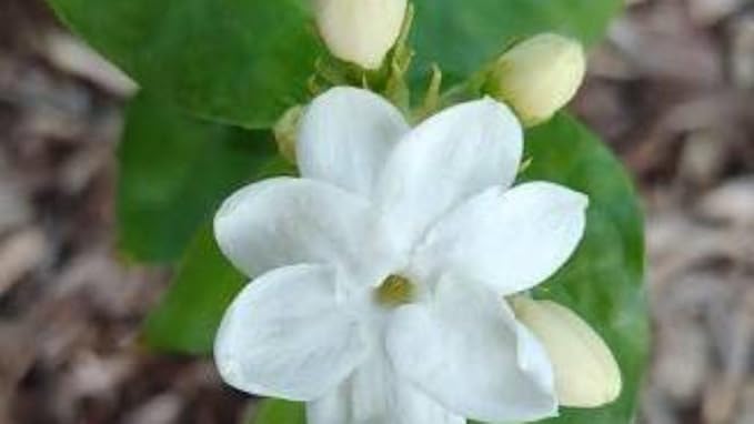 Pikaki Perfume Essence Pikaki Perfume Oil Alcohol Free Vegan Paraben Free Phthalate Free TSA Ready