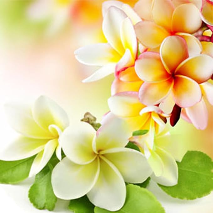 Pikaki Perfume Essence Pikaki Perfume Oil Alcohol Free Vegan Paraben Free Phthalate Free TSA Ready